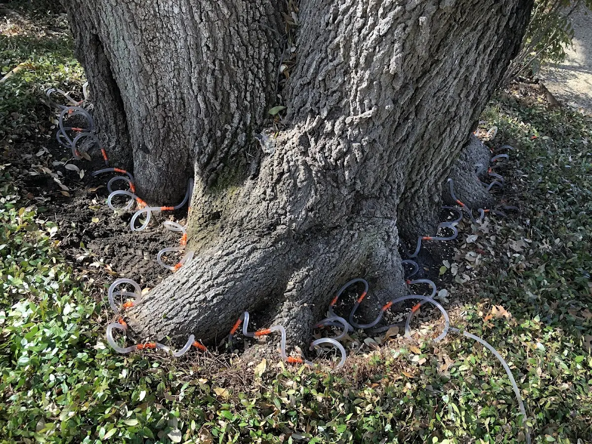 Detailed Tree Cabling and Bracing job site in Roduco