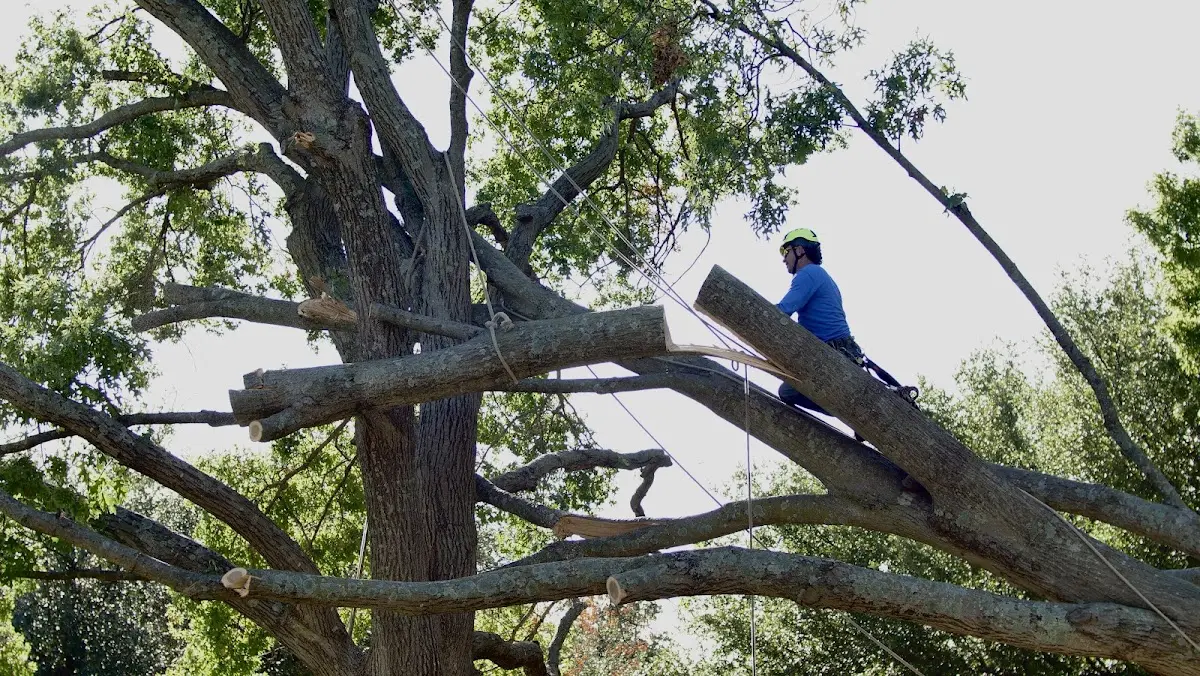 Professional Crown Thinning performed by certified arborists in Roduco