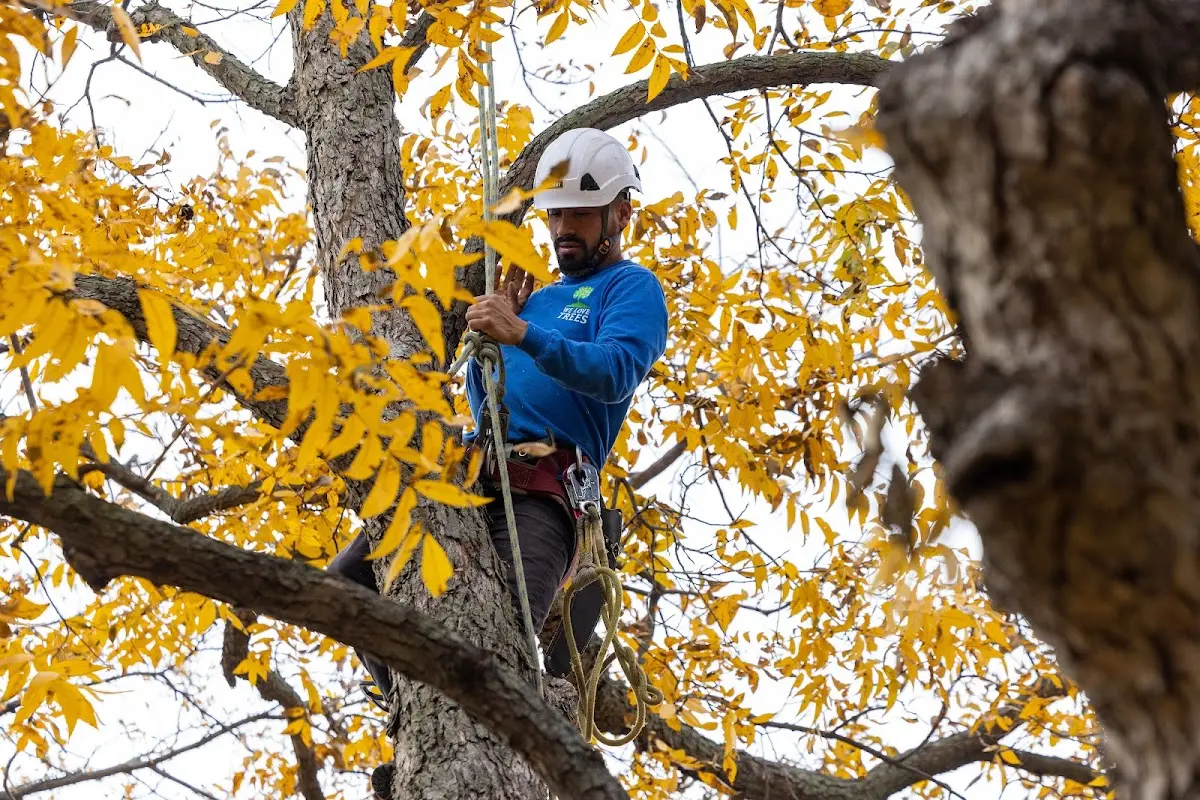 Skilled Tree Transplanting crew working in Roduco