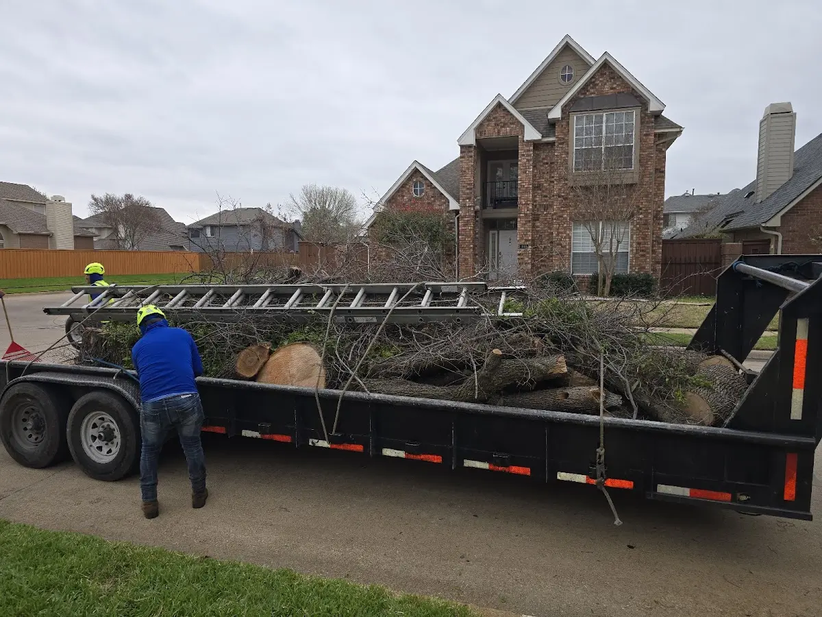 Expert Tree Pest Control with proper safety equipment in Roduco